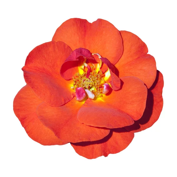 Fleur Pétales Fleur Rose Flore — Photo
