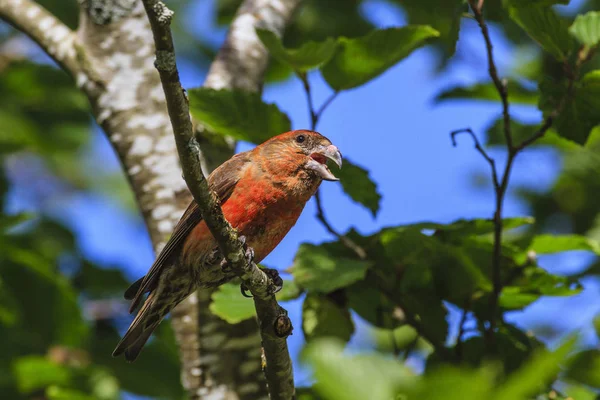 Schilderachtige Vogel Thema Schot — Stockfoto