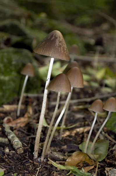 Grupo Cogumelos Venenosos Floresta — Fotografia de Stock