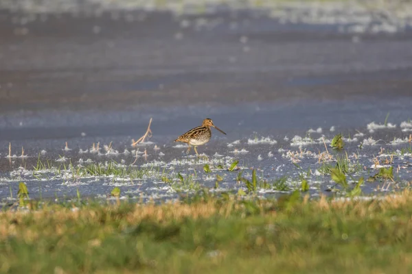 Snipe Looking Food Winter Biotope Beeden — Stock Photo, Image