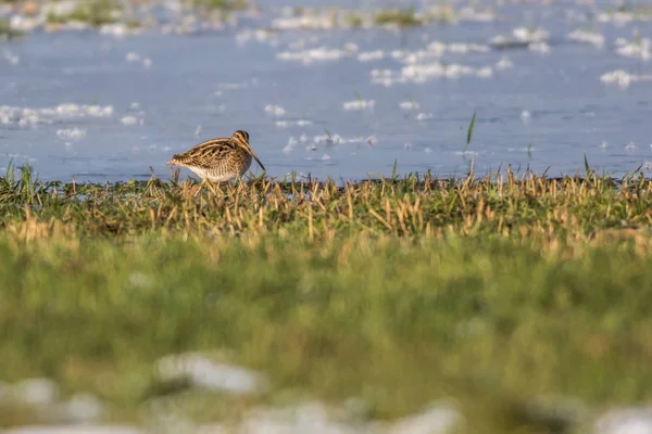 Ένα Snipe Ψάχνει Για Τροφή Στο Χειμώνα Biotope Beeden — Φωτογραφία Αρχείου