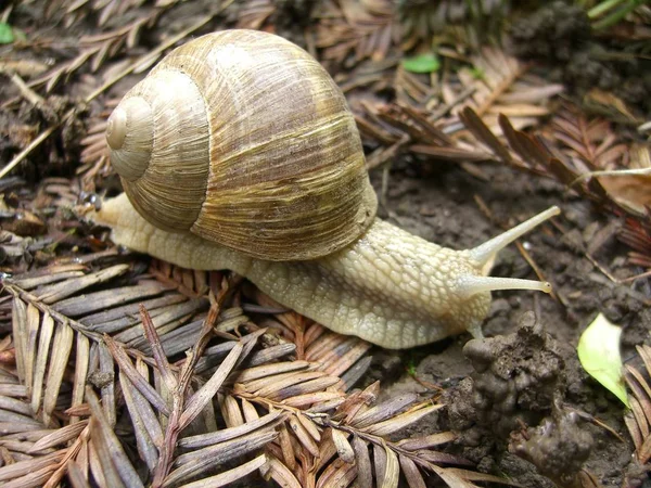 Lesbicas Animais Caracol Lodo — Fotografia de Stock