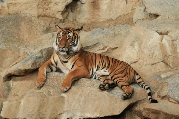 Tigre Deitado Fotografado Partir Frente — Fotografia de Stock