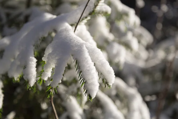 Ramoscelli Abete Rosso Ricoperti Neve Vicino — Foto Stock