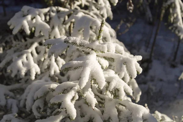 Малая Ель Покрытая Снегом — стоковое фото