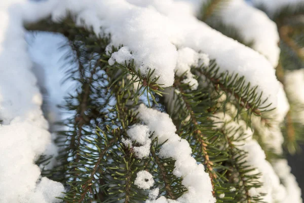 Χιόνι Στο Spruce Twigs Από Κοντά — Φωτογραφία Αρχείου