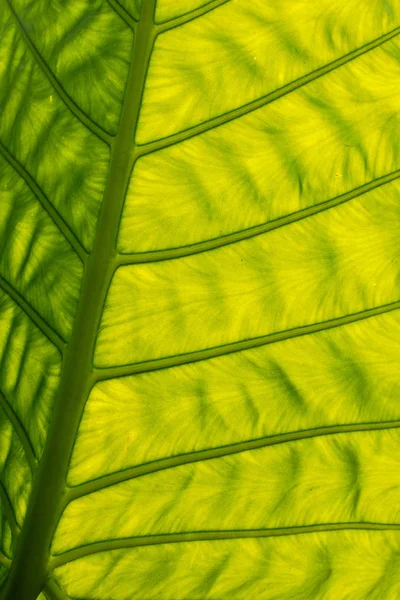 Zonlicht Door Een Gigantische Blad Tonen Textuur — Stockfoto