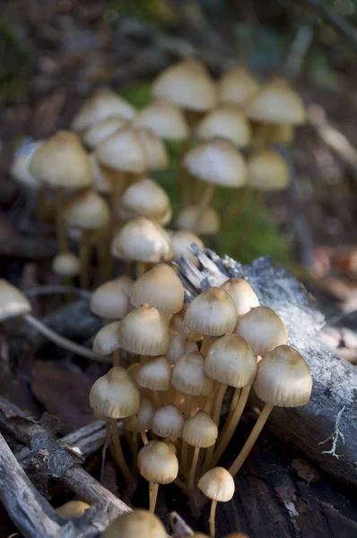 Grupo Setas Venenosas Viejo Tocón Bosque — Foto de Stock