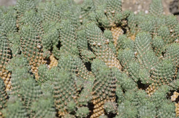 Tropische Pflanze Kaktus Botanische Flora — Stockfoto