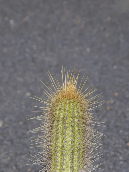 Kaktusar Det Öppna Landet — Stockfoto