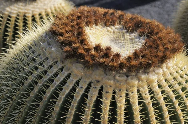 Kaktusar Det Öppna Landet — Stockfoto