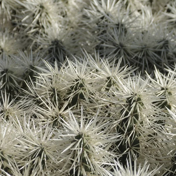Kaktuszok Nyílt Vidéken — Stock Fotó