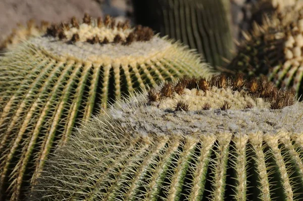 Cacti Campo Abierto —  Fotos de Stock