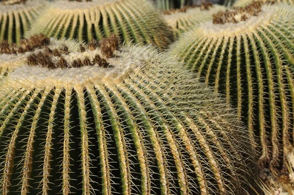 热带植物 植物区系 仙人掌 — 图库照片