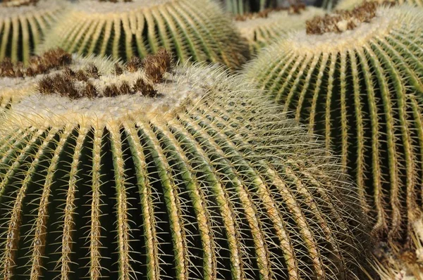 Tropisk Växt Botanik Flora Kaktus — Stockfoto