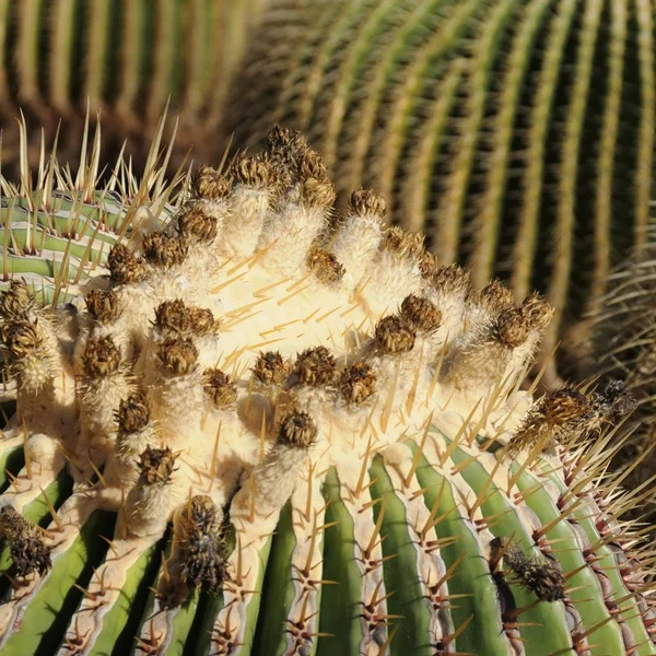 Cactos Aire Libre —  Fotos de Stock