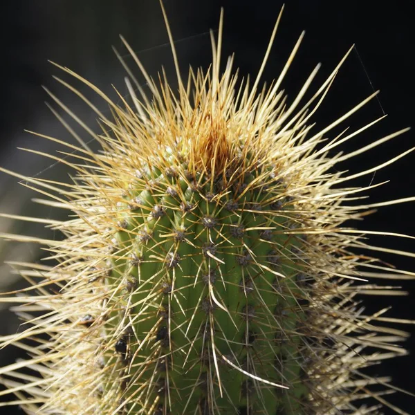 Kaktuszok Nyílt Vidéken — Stock Fotó