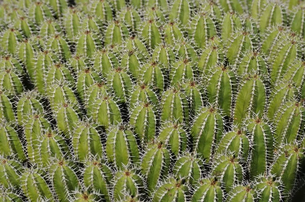 Kaktusy Otwartej Przestrzeni — Zdjęcie stockowe