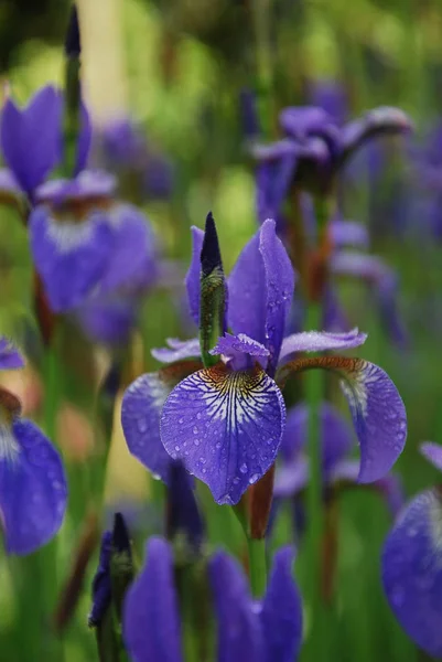 Iridi Siberiane Blu Iris Sibirica — Foto Stock