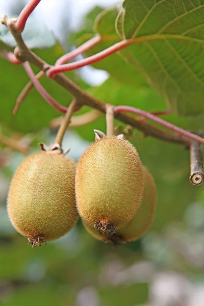 Grüne Kiwi Tropische Früchte — Stockfoto
