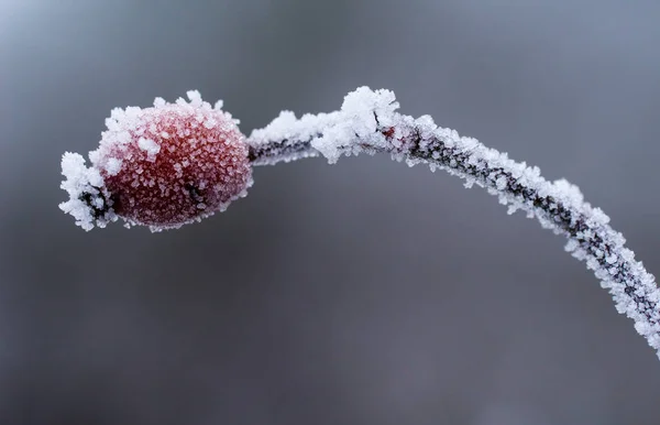 Buz Buz Kristalleri Bitkilere Yerleşir — Stok fotoğraf