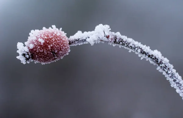 Frost Ice Crystals Settle Plants — Stock Photo, Image