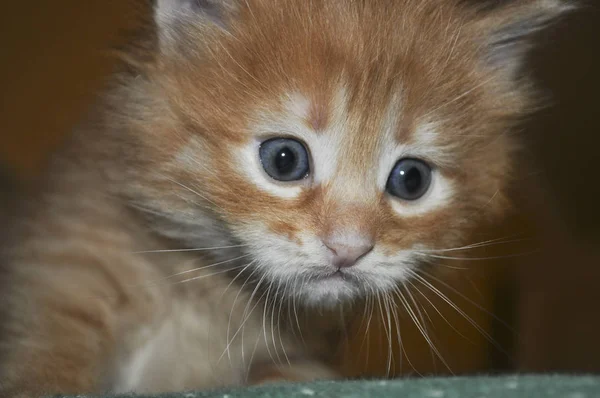 小さなかわいい子猫クローズ アップ ショット — ストック写真