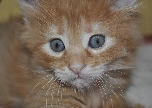 小さなかわいい子猫クローズ アップ ショット — ストック写真
