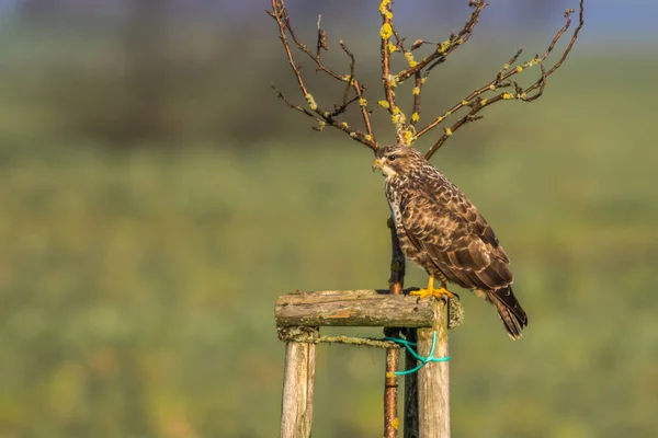 Buitre Buscando Comida — Foto de Stock