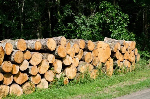 Pilha Troncos Árvores Lado Estrada — Fotografia de Stock