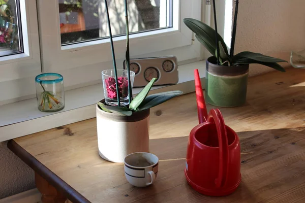 Giet Een Herstel Thuis Met Planten Koffie — Stockfoto