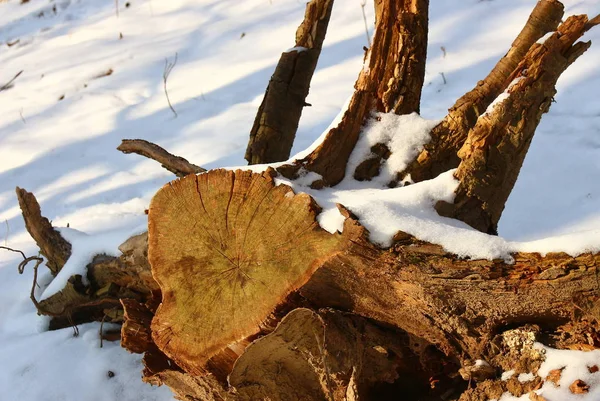 Country Life Selective Focus — Stock Photo, Image