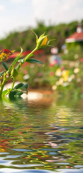 Брижі Води Роздуми Воді Природним Фоном Красою Флори — стокове фото