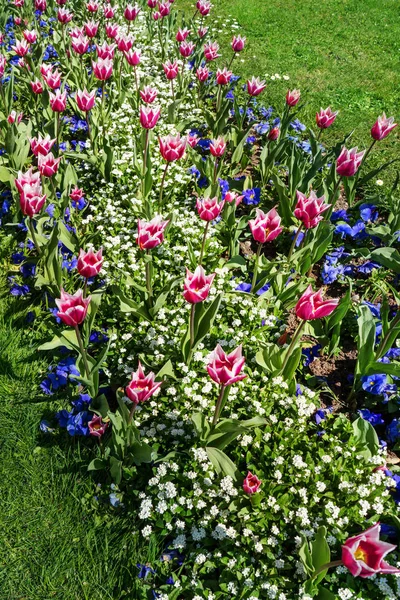 Тюльпани Квіти Лузі Весняна Флора — стокове фото