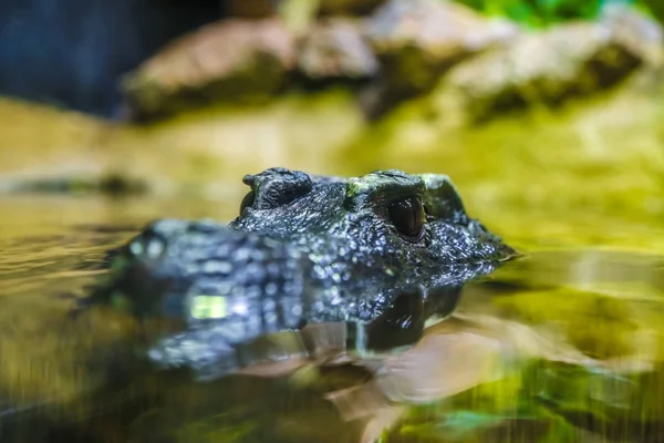 ワニや両生類の捕食者 — ストック写真