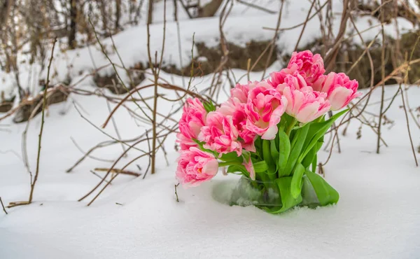 Свежие Розовые Белые Тюльпаны Находятся Круглой Вазе Снегу Фоне Зимних — стоковое фото