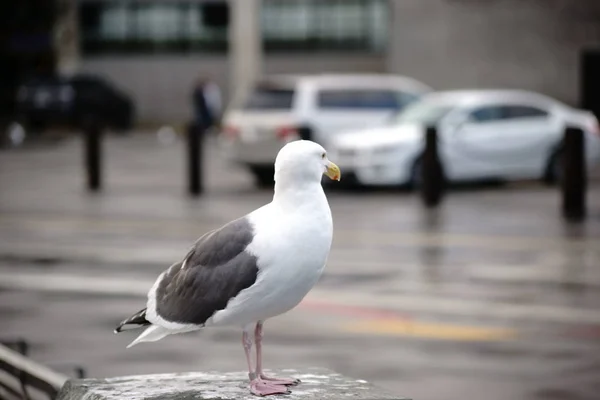 Goéland Hareng Américain Assis Sur Une Jetée Une Rue Animée — Photo