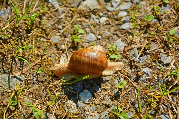 Lumaca Creatura Elica Mollusco — Foto Stock