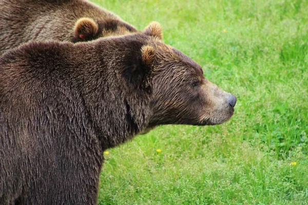 Két Barna Grizzly Medve Egy Füves Mezőn Alaszkában — Stock Fotó