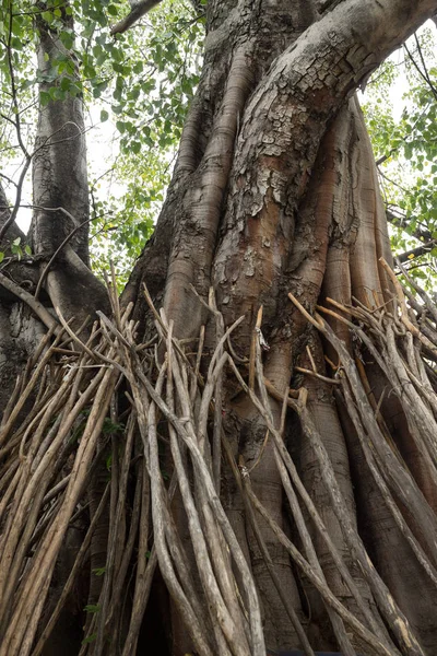 热带树生长在热带雨林里 — 图库照片