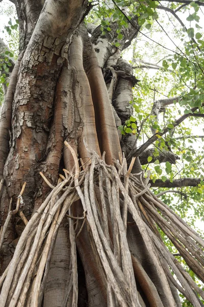 Tropické Stromy Rostou Deštném Pralese — Stock fotografie