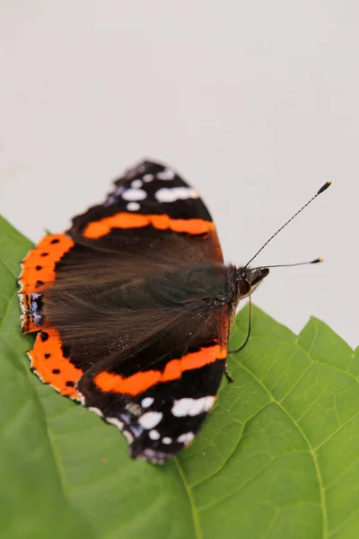 Close Bug Natureza Selvagem — Fotografia de Stock