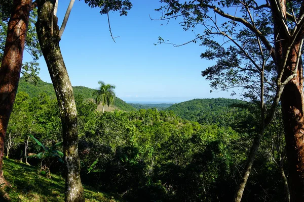 Güzel Yeşil Vahşi Tropikal Forrest Avuç Içi Ile — Stok fotoğraf