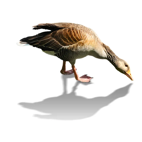 Goose Looking Food — Stock Photo, Image