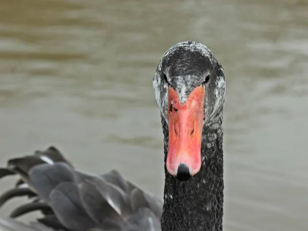 Cisne Híbrido Cygnus Atratus Olor Cruzamento Entre Cisne Mudo Olor — Fotografia de Stock