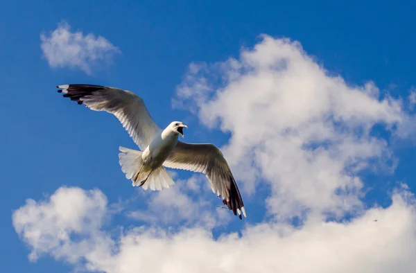 Seagull Sky Clear Sunny Day — Stock Photo, Image