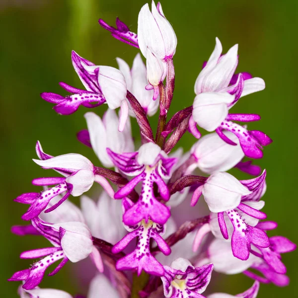 Beautiful Purple Orchid Flowers Garden — Stock Photo, Image