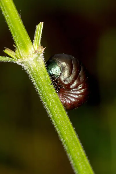 野生の自然界での虫の接近 — ストック写真