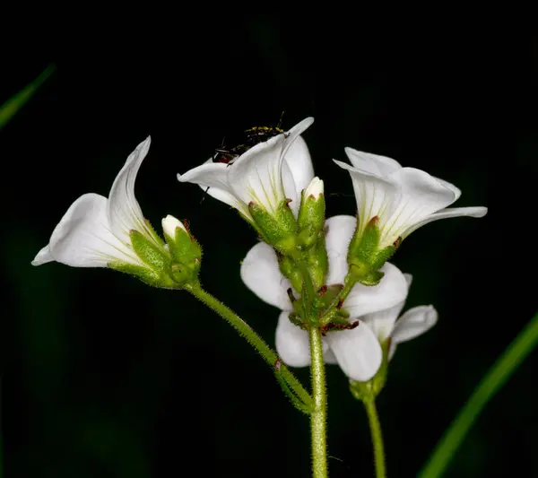 Hermoso Plano Botánico Fondo Pantalla Natural — Foto de Stock