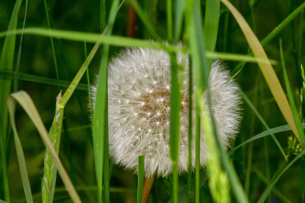 Dandelion Campo Flor Bochecha Selvagem — Fotografia de Stock